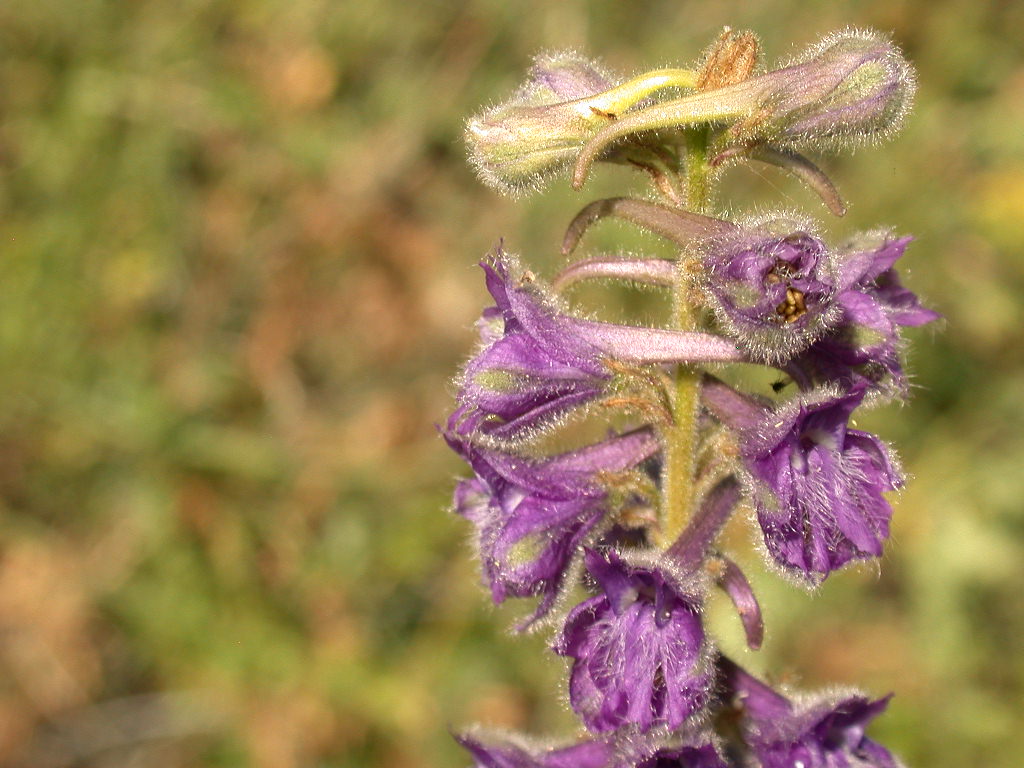 Delphinium fissum / Speronella lacerata